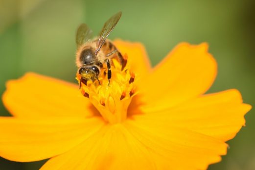 他家受粉とは、「1つの植物の花粉が、異なる株のめしべについて受粉すること」です。植物全体として自家受粉よりも他家受粉が多…