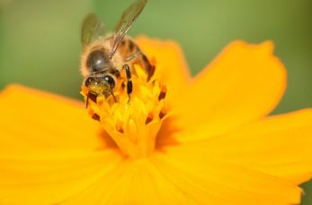 他家受粉とは、「1つの植物の花粉が、異なる株のめしべについて受粉すること」です。植物全体として自家受粉よりも他家受粉が多…