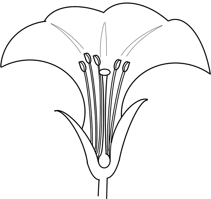 おしべとめしべ がく 花びらはそれぞれ何個ある 花のつくりと4要素の役割まとめ 中学受験ナビ