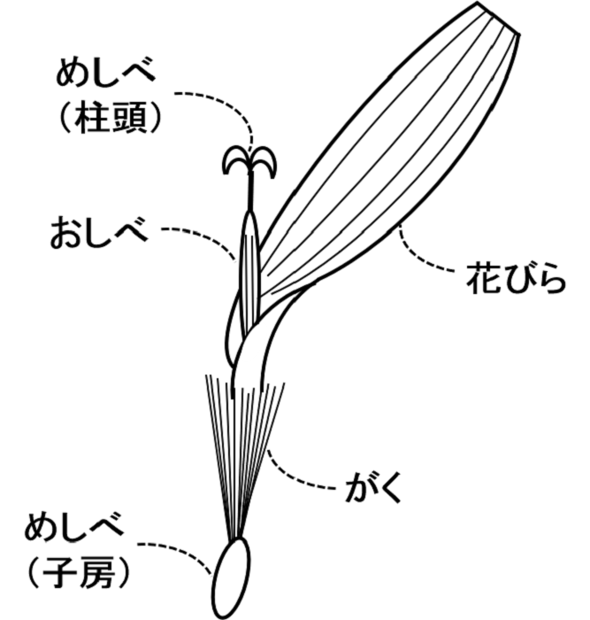 おしべとめしべ がく 花びらはそれぞれ何個ある 花のつくりと4要素