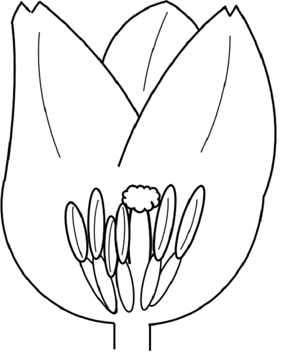 おしべとめしべ がく 花びらはそれぞれ何個ある 花のつくりと4要素の役割まとめ 中学受験ナビ