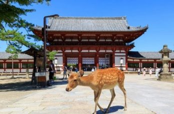 さかのぼること約1300年前、奈良県にはかつての都・平城京がありました。日本の中心地として栄えていた奈良県は、古い建造物…