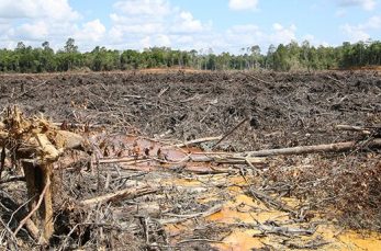 世界各地で森林伐採による環境問題が発生し、人々の生活や生態系が脅かされています。日本に住んでいるとあまり実感の沸かない問…